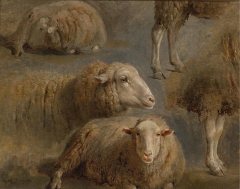 A Study of Sheep