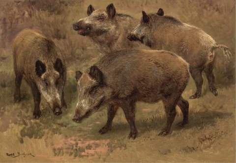 Four Boars in a Landscape