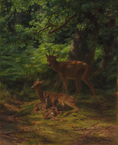 Deer in Repose