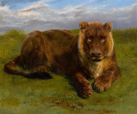Lioness Posing
