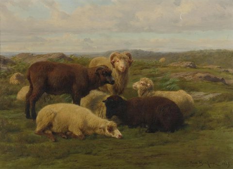 Sheep in a Meadow