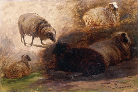 Sketch of sheeps