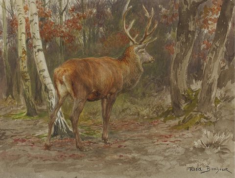 Stag on the Watch