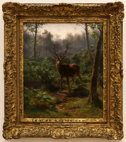 Stag