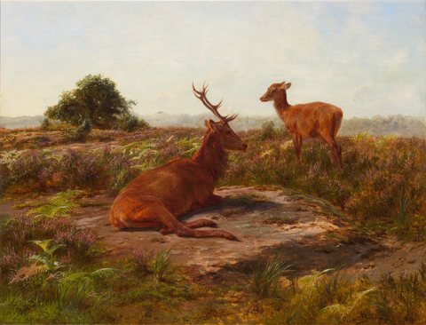 Red Stag and Doe in a Heathered Field