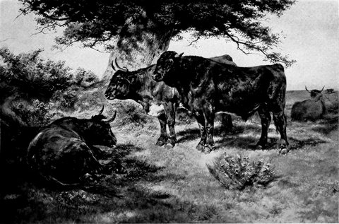 The Steers