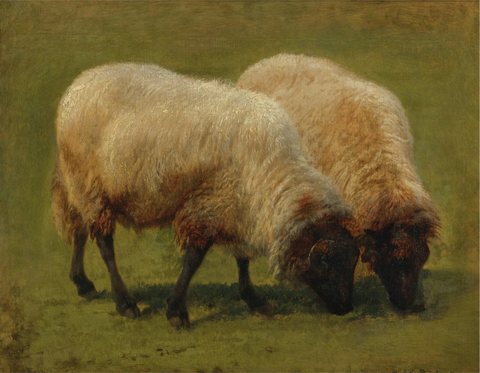 Two Black Face Sheep Grazing
