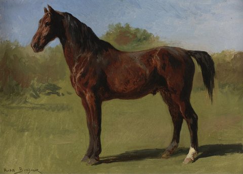 Study of a Brown Bay Horse