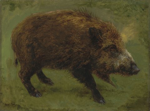 Wild boar
