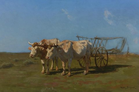 Two white oxen pulling a cart