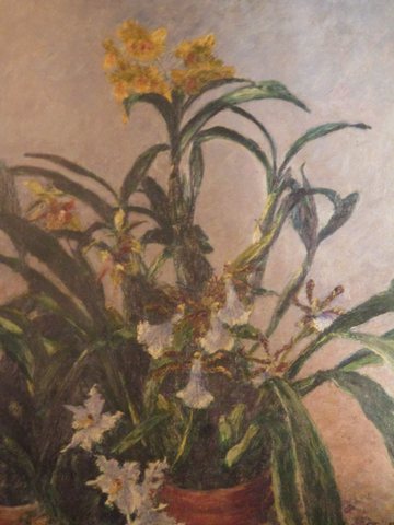 yellow orchids