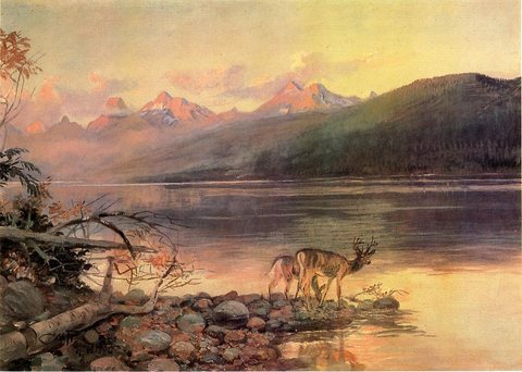 Deer at Lake Mc Donald