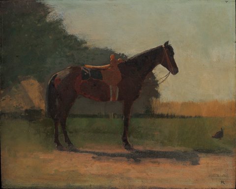 Saddle Horse in Farm Yard