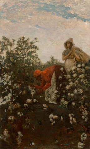 Upland Cotton