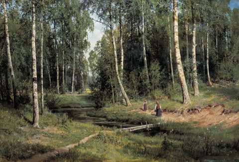 Brook in a Birch Forest