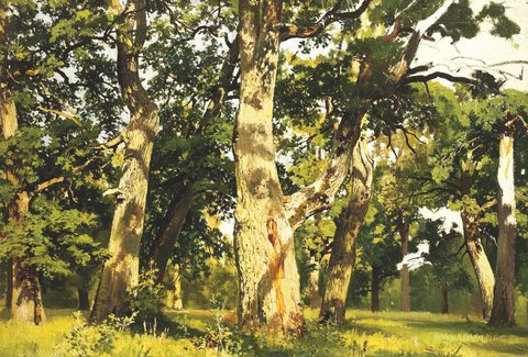 Oaks. Evening