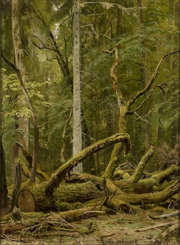 Sawn oak