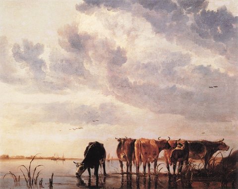 Cows