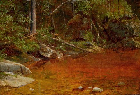 Forest Glade
