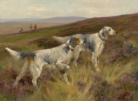 Two English Setters on a Grouse Moor