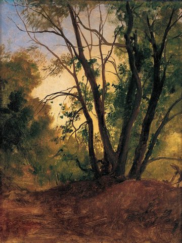 Woodland Path and Trees