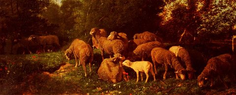 Les Moutons Dans Le Sous-Bios