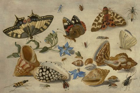 Butterflies, Shells and Insects