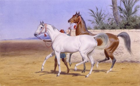 Bringing Out the Arabians