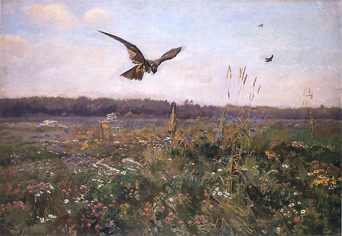 Hawk