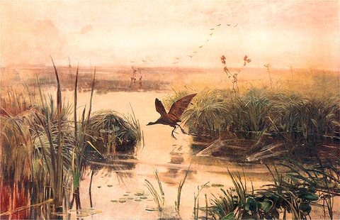 Moorhen