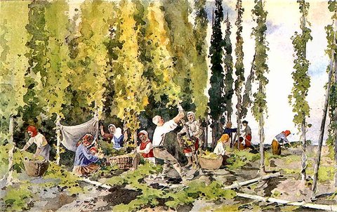 Picking Hops