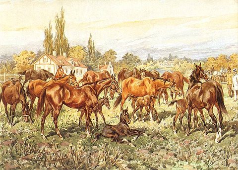Stud Farm
