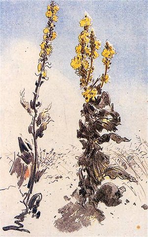 Mullein