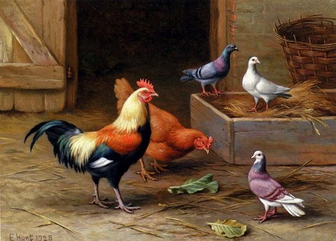 Chickens Pigeons And A Dove