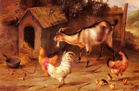 Fowl Chicks And Goats By A Dog Kennel