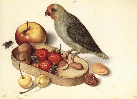 Still Life With Pygmy Parrot