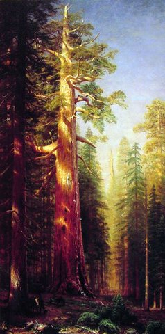 The Great Trees