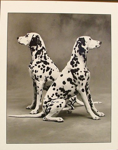 twodalmations