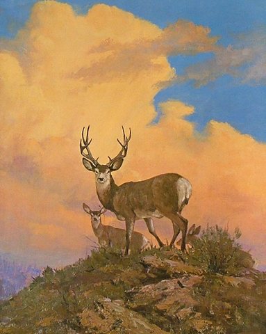 whitetail