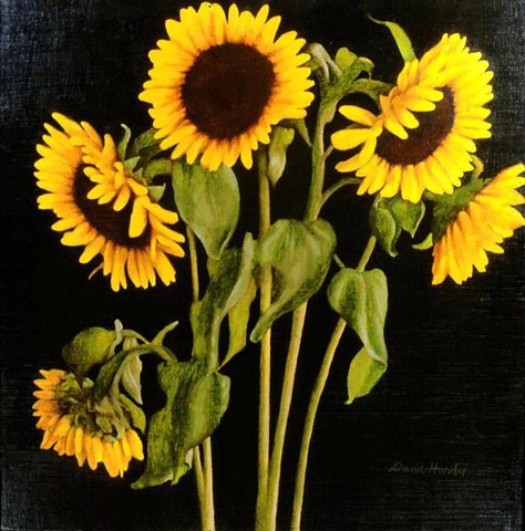 Hardy David Sunflowers
