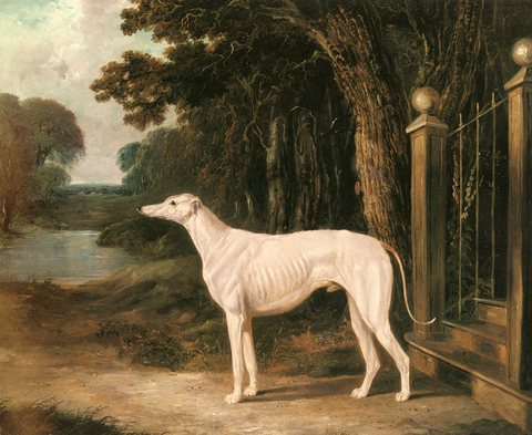 Herring Snr John Frederick Vandeau A White Greyhound